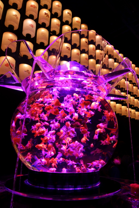 金魚-ラスト_e0135098_77203.jpg