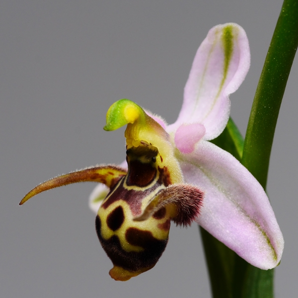 Ophrys scolopax_a0267399_14453.jpg