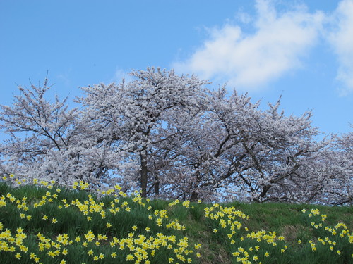 春爛漫、最上川堤防に咲く桜、水仙が青空に映える・・・５_c0075701_17335022.jpg