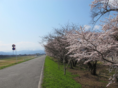 春爛漫、最上川堤防に咲く桜、水仙が青空に映える・・・１１_c0075701_19364450.jpg