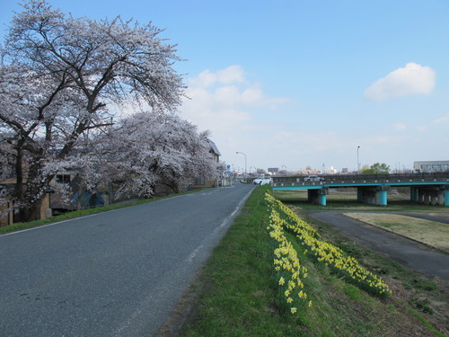 春爛漫、最上川堤防に咲く桜、水仙が青空に映える・・・１１_c0075701_19364960.jpg
