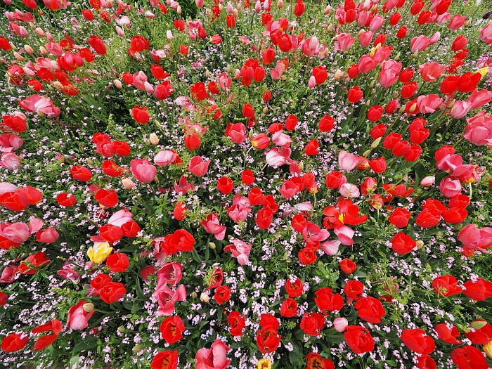 名城公園の花猫風月_e0075403_208677.jpg