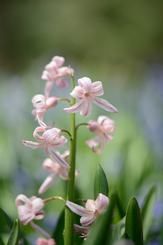 花咲く植物園_f0032011_19191529.jpg