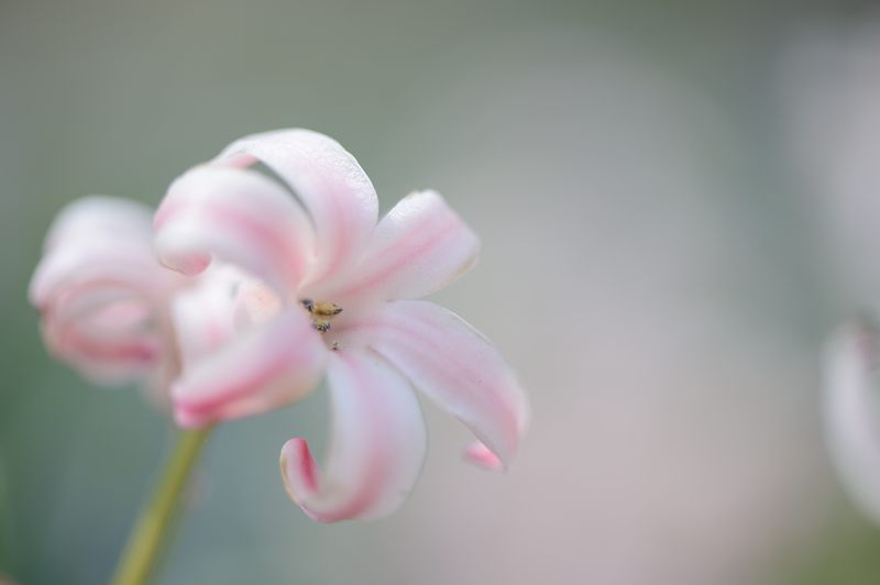 花咲く植物園_f0032011_19204621.jpg