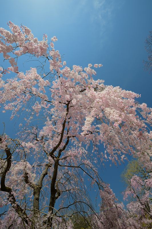 花咲く植物園_f0032011_1921144.jpg