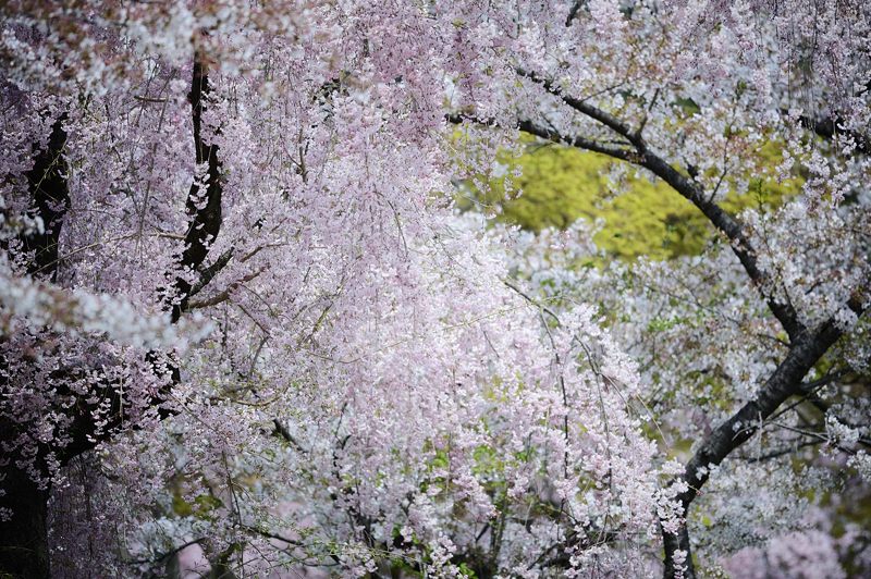 花咲く植物園_f0032011_19342429.jpg