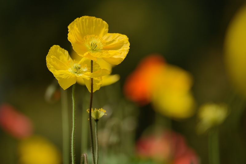 花咲く植物園_f0032011_19361236.jpg