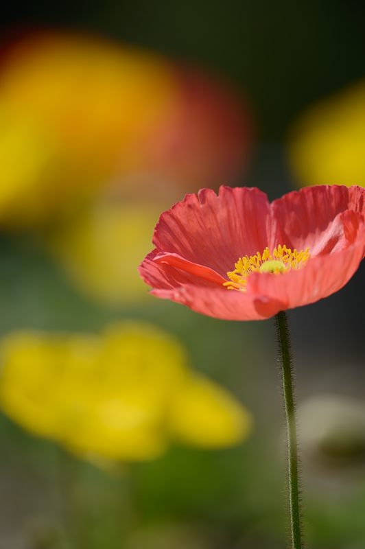 花咲く植物園_f0032011_19362028.jpg