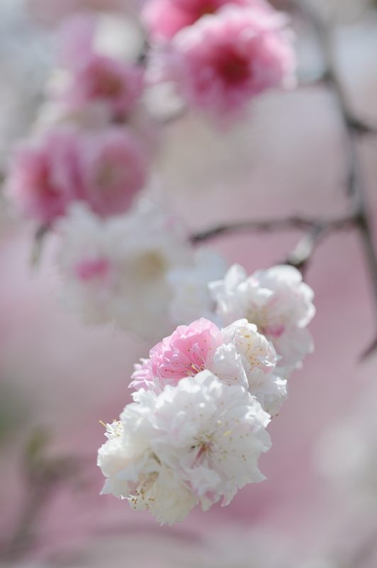 花咲く植物園_f0032011_19363818.jpg