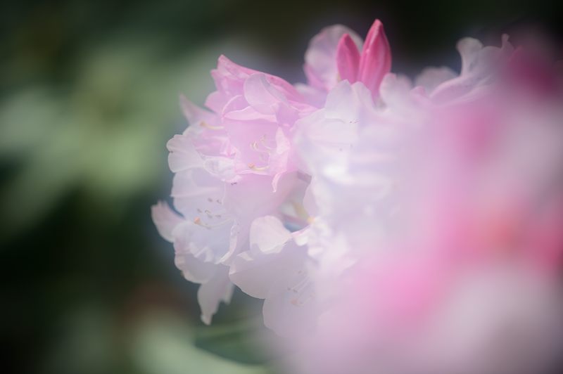 花咲く植物園_f0032011_19552062.jpg