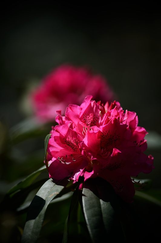 花咲く植物園_f0032011_1955952.jpg