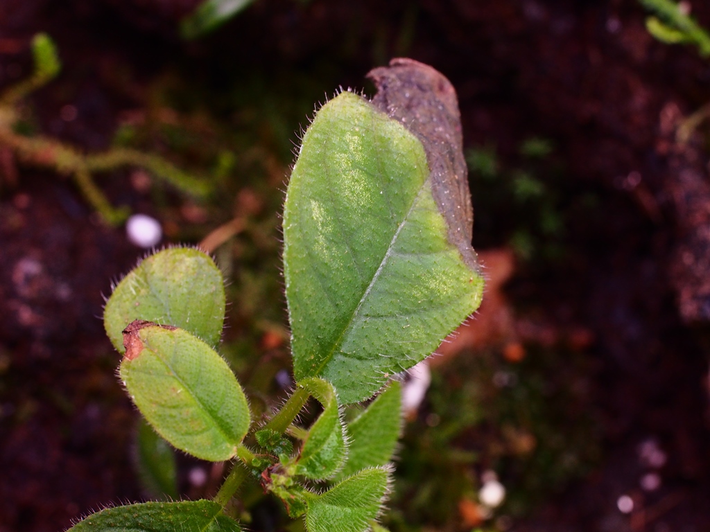 c0156313_929944.jpg