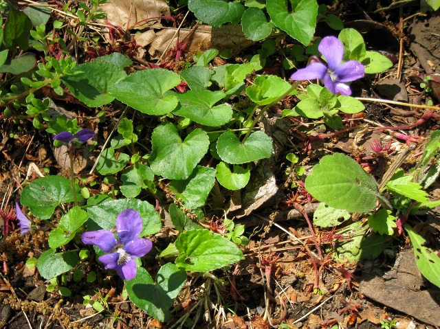 e0117318_17372069.jpg