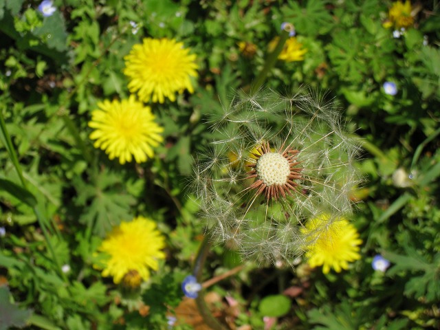 e0117318_17373888.jpg