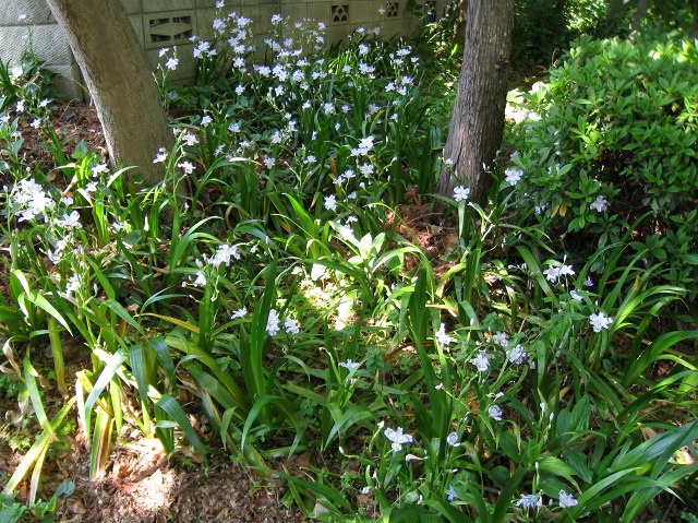 e0117318_1740531.jpg