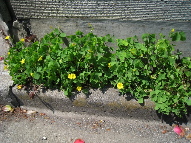 e0117318_17591574.jpg