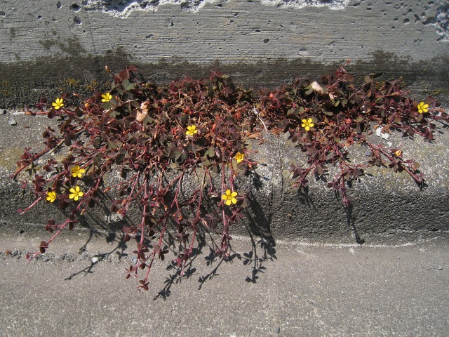 e0117318_1759185.jpg