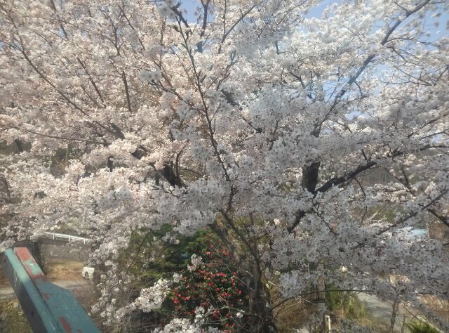 桜が咲く季節_d0167225_15273457.jpg