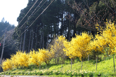 阿岸小菊桜と枝垂れ桜_a0148230_21122267.jpg