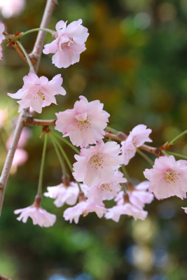 阿岸小菊桜と枝垂れ桜_a0148230_2161315.jpg