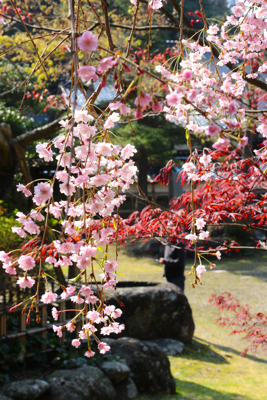 阿岸小菊桜と枝垂れ桜_a0148230_2164943.jpg