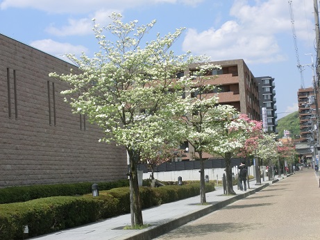 町中の街路樹 ハナミズキ 花のおさんぽ