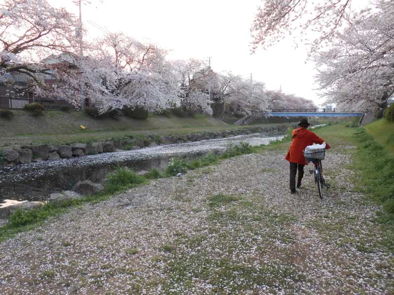 花見は続くよどこまでも〜_a0095931_19164013.jpg