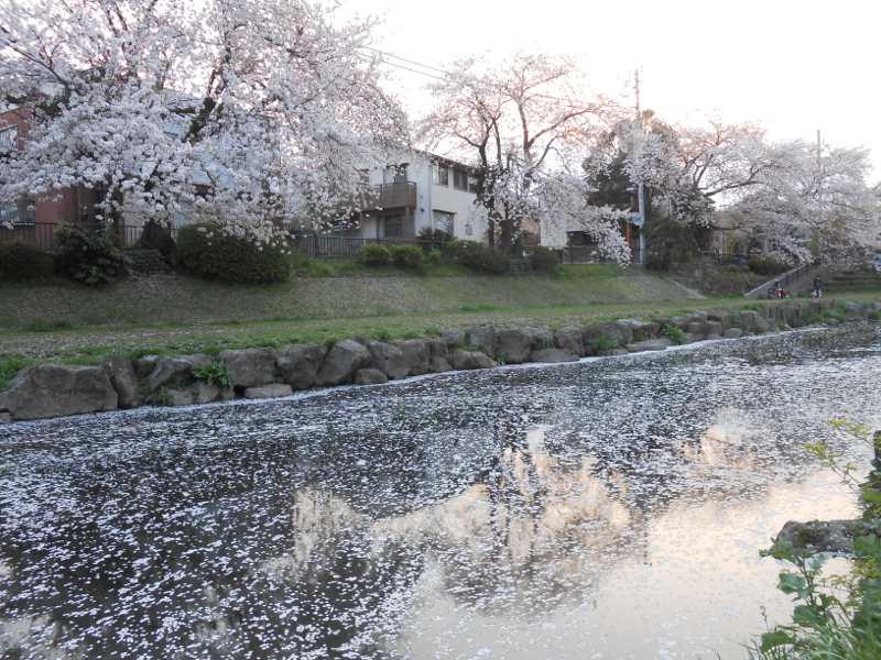 花見は続くよどこまでも〜_a0095931_1919290.jpg