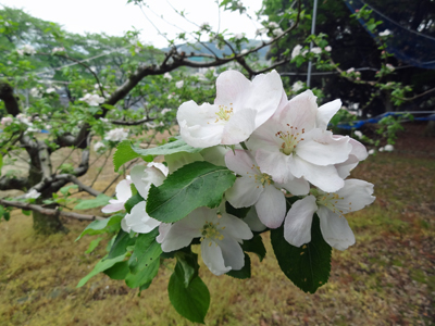 ブルーベリーの花　2014年4月22日_a0129233_22121731.jpg