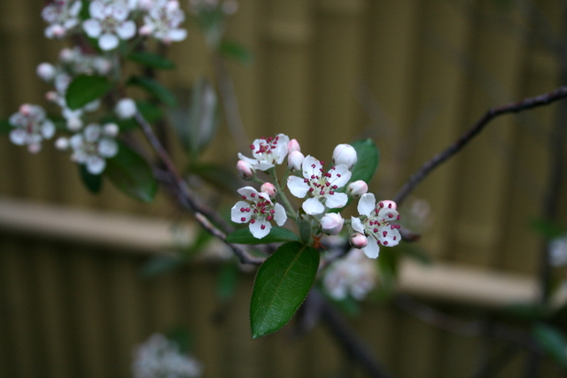 春の花達_b0197433_19513544.jpg