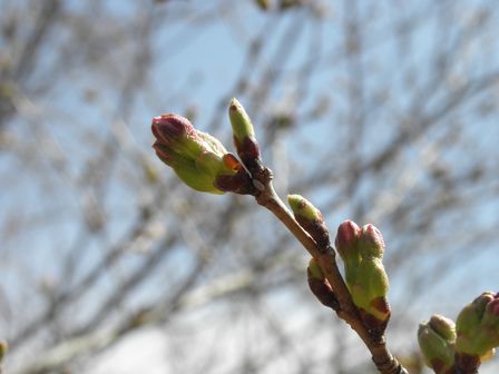 道の駅いわいずみ 桜の広場_b0206037_910281.jpg