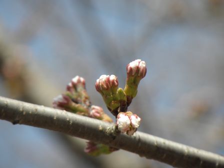道の駅いわいずみ 桜の広場_b0206037_9104545.jpg
