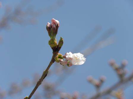 道の駅いわいずみ 桜の広場_b0206037_9105939.jpg