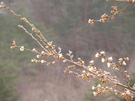 道の駅いわいずみ 桜の広場_b0206037_9114039.jpg