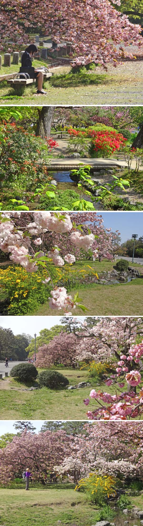 八重桜が満開の出水の小川（4月23日・京都御苑）_c0184737_2023952.jpg