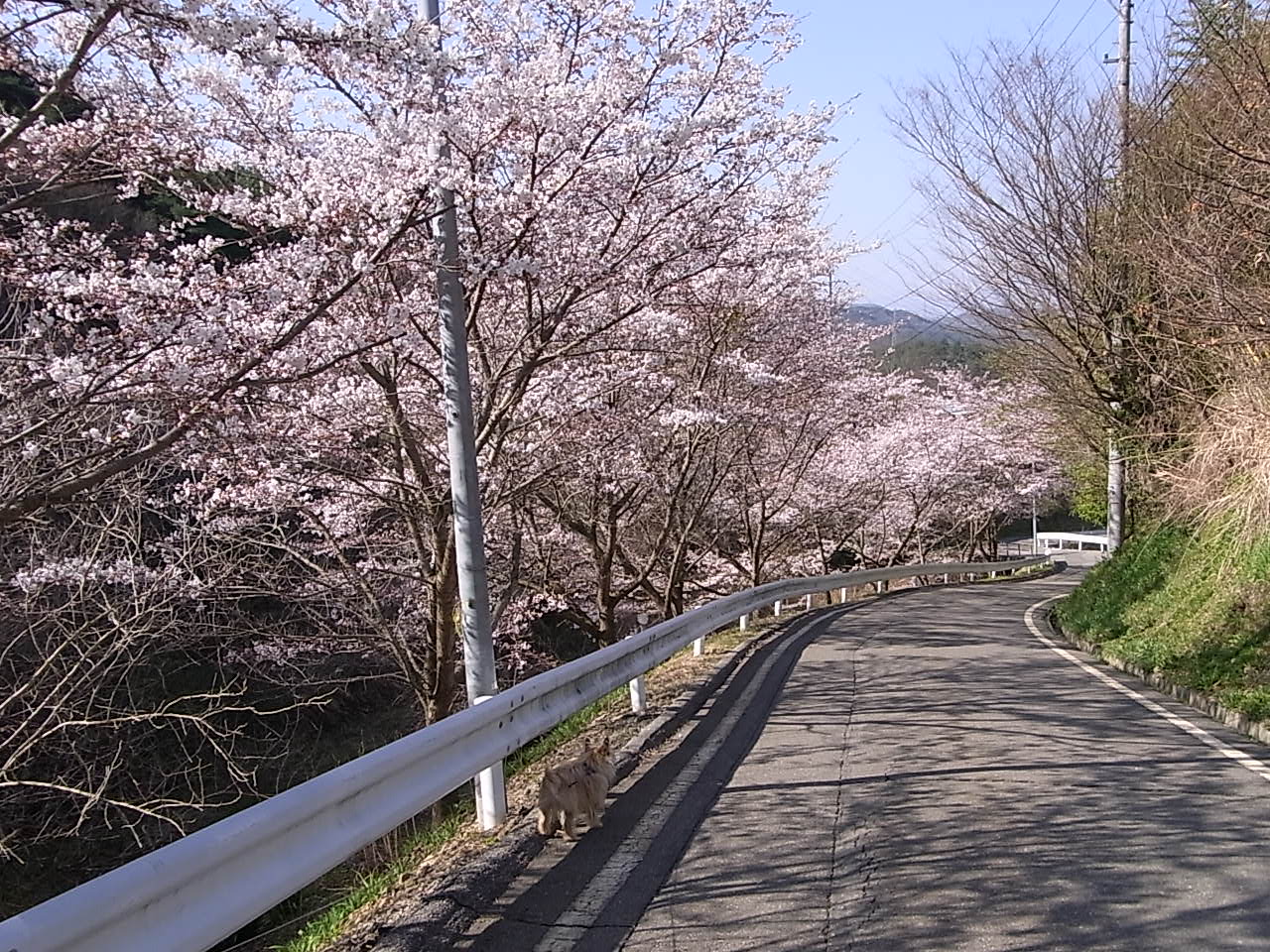 散歩道は花盛り_c0145438_21284489.jpg