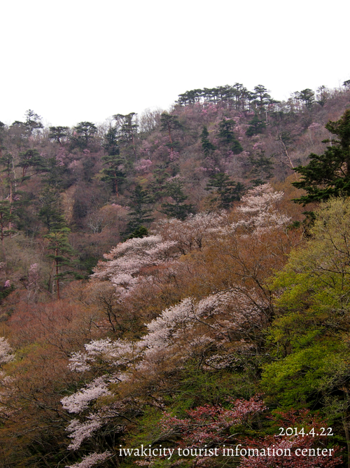 平成26年4月23日（水）　小川地区　夏井川渓谷のアカヤシオとヤマザクラ_f0105342_15464230.jpg