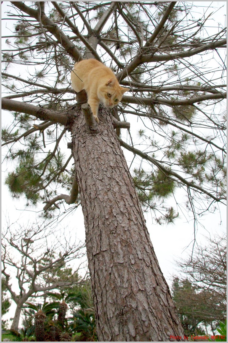 沖縄猫紀行その１９_b0162847_14192898.jpg