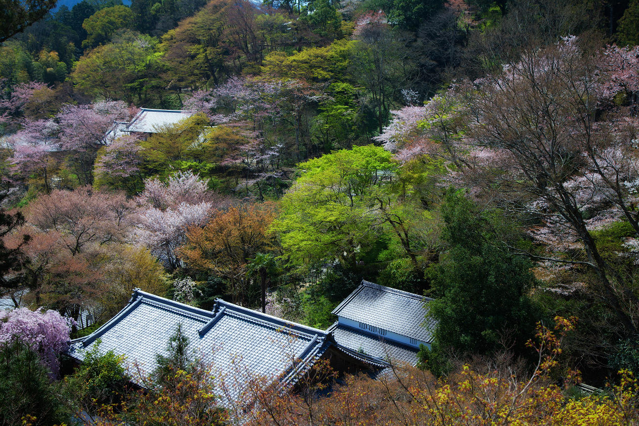 春の長谷寺_d0141053_17575858.jpg