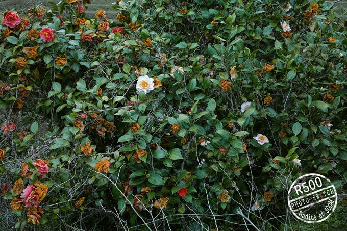 c0156854_22581690.jpg