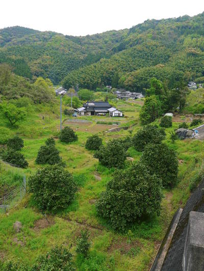 種なしかぼす　今年も順調に元気に芽吹きました!!_a0254656_18294327.jpg