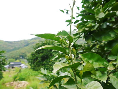 種なしかぼす　今年も順調に元気に芽吹きました!!_a0254656_1954314.jpg