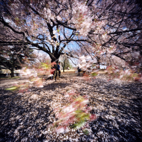 今年の桜 2014 新宿御苑（１）　Pinhole Photography_f0117059_1742278.jpg