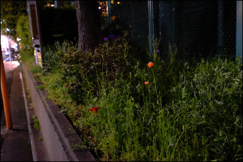 雨の夜には花を撮る雨を撮る_a0031363_17103855.jpg