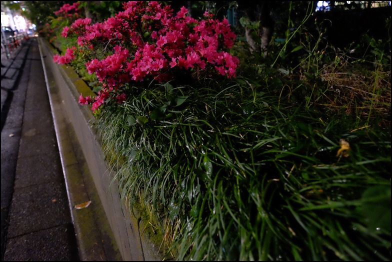 雨の夜には花を撮る雨を撮る_a0031363_1711394.jpg