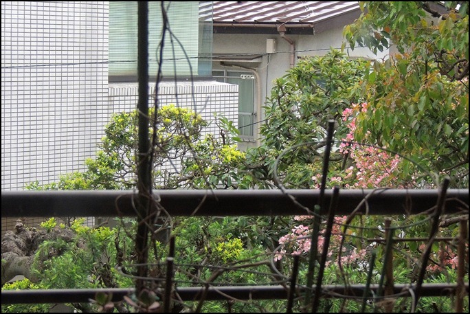 雨の夜には花を撮る雨を撮る_a0031363_1775817.jpg