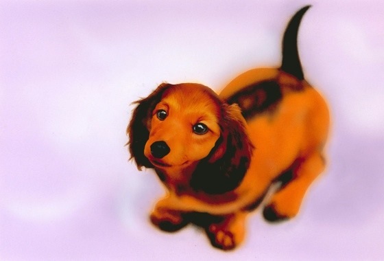 リアリズム絵画 どうぶつの絵 ペット編 ミニチュアダックスフンド Dachshund Junya Blog 猫 犬 リアリズム絵画 リアリズム絵画 どうぶつの絵 ペット編 ミニチュアダックスフンド Dachshund Junya Blog 猫 犬 リアリズム絵画