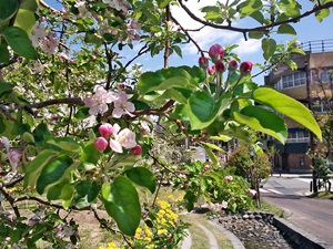 桜が散ると、リンゴが咲く♪_f0321567_1584557.jpg