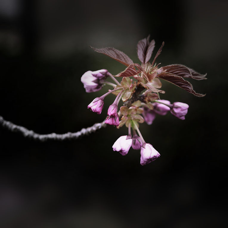 八重桜_e0188168_511812.jpg