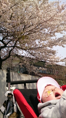 桜の季節_b0149669_11165313.jpg